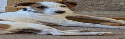 Jack Russell dogs for sale: Beautiful parsons Jack Russell male  in Polegate - Advert 3