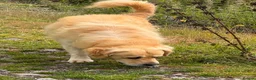 Golden Retriever dogs for sale: Golden Retriever Puppies for Sale / READY NOW!!!! - Advert 13