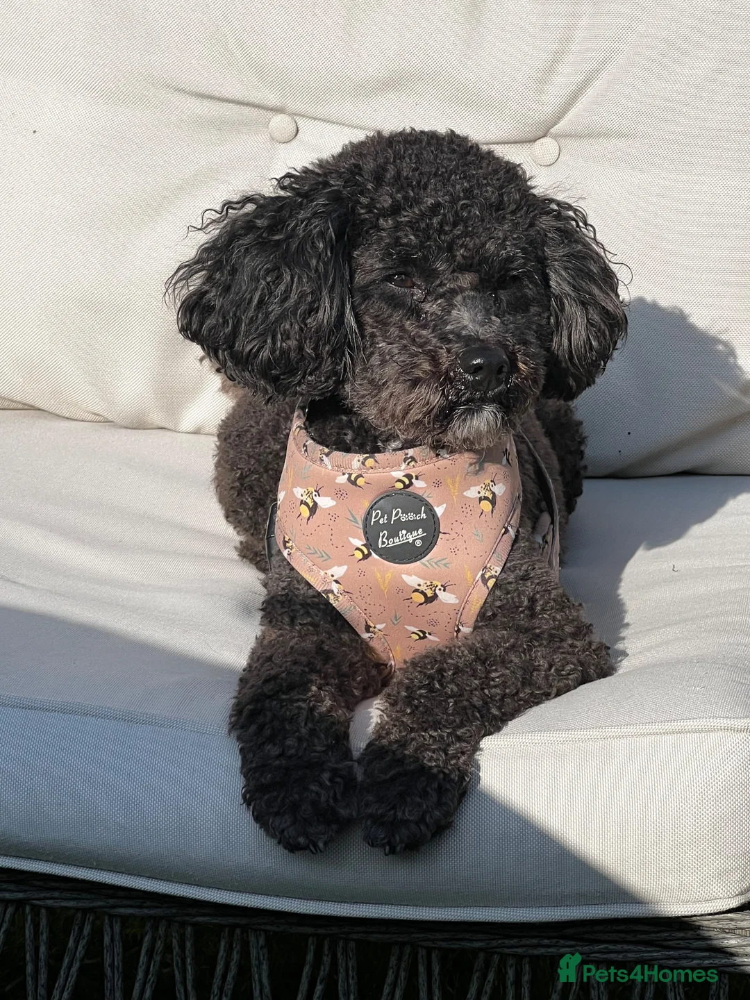 Cavapoo dogs for sale: Rosie - Advert 2