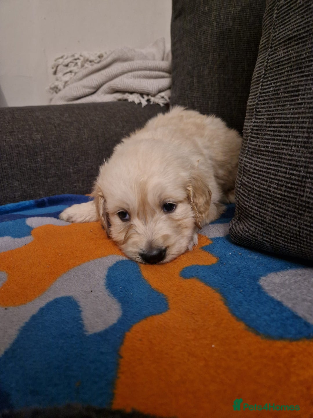 Golden Retriever dogs for sale: KC GoldenRetriver,READY NOW - Advert 17