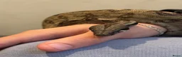 Boa Snake reptiles for sale: Hypo img and black eyed anery boas  in Runcorn - Advert 4