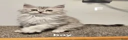 Maine Coon cats for sale: Large Maine Coon kittens regd European bloodline - Advert 32