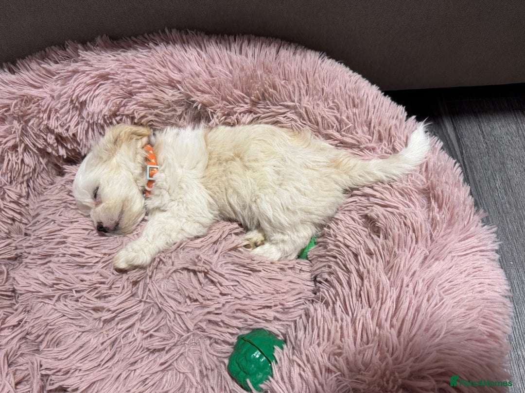 Bichon Frise dogs for sale: One little girl and boy are looking for a family🤍 - Image 5