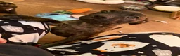 Mixed Breed dogs for sale: 3/4 Staffy Pups Needing Homes - Advert 6