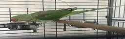 Parakeets birds for sale: Alexandrine parrot Ring neck  - Advert 2