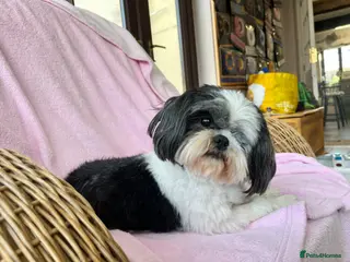Shih Tzu dogs Loving ShihTzu - Advert 12