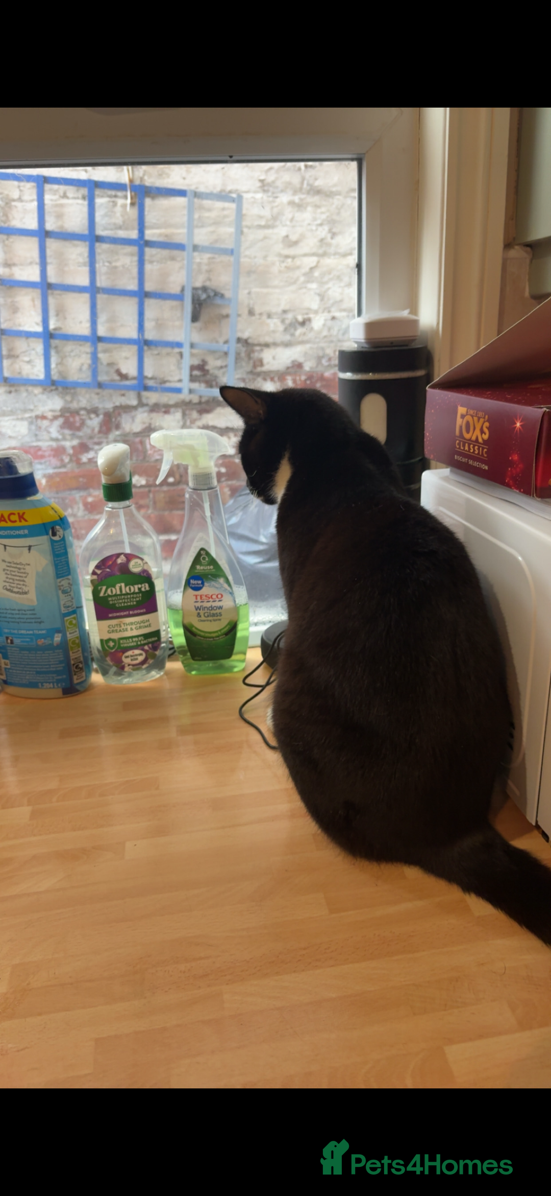 Domestic Shorthair cats for sale: 2 bonded domestic short haired cats  - Advert 2