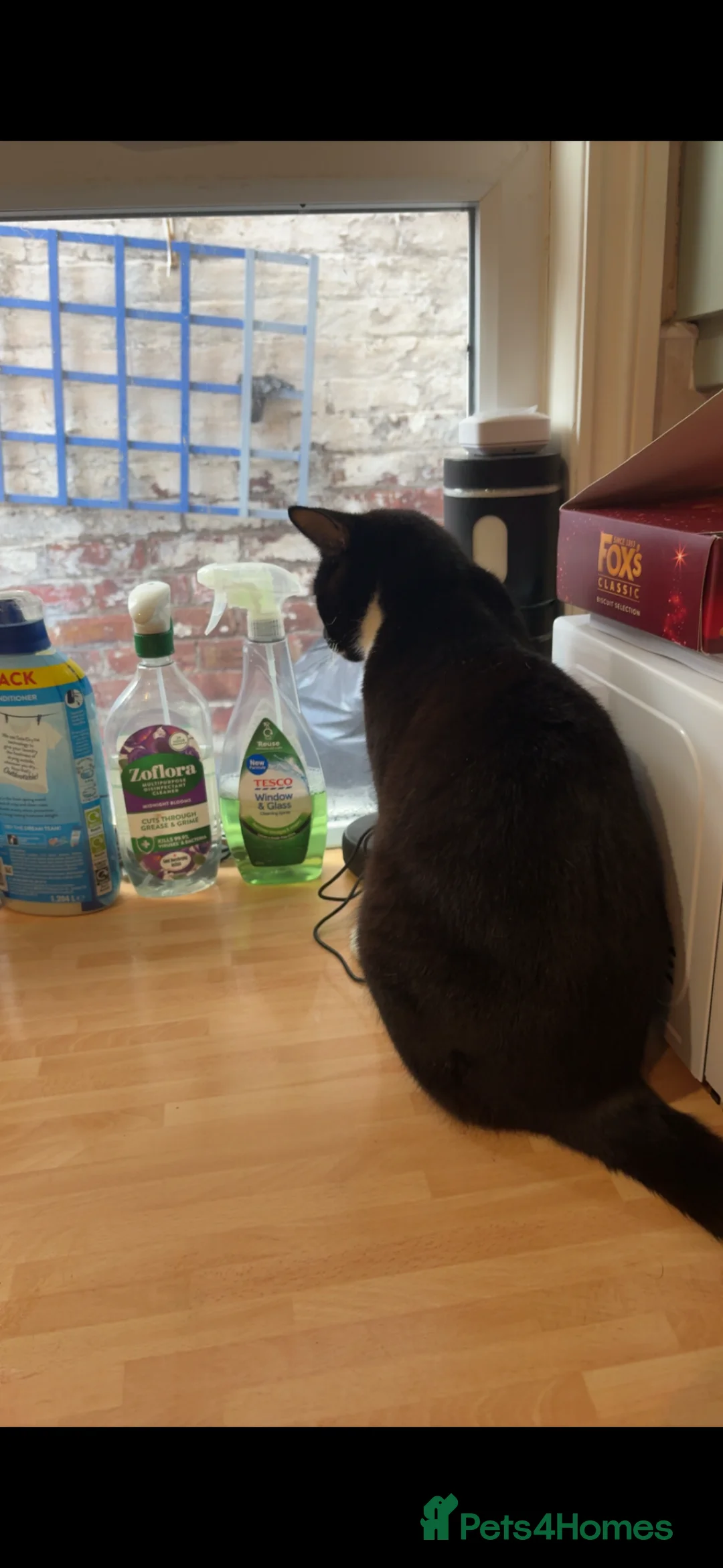 Domestic Shorthair cats for sale: 2 bonded domestic short haired cats  - Advert 2