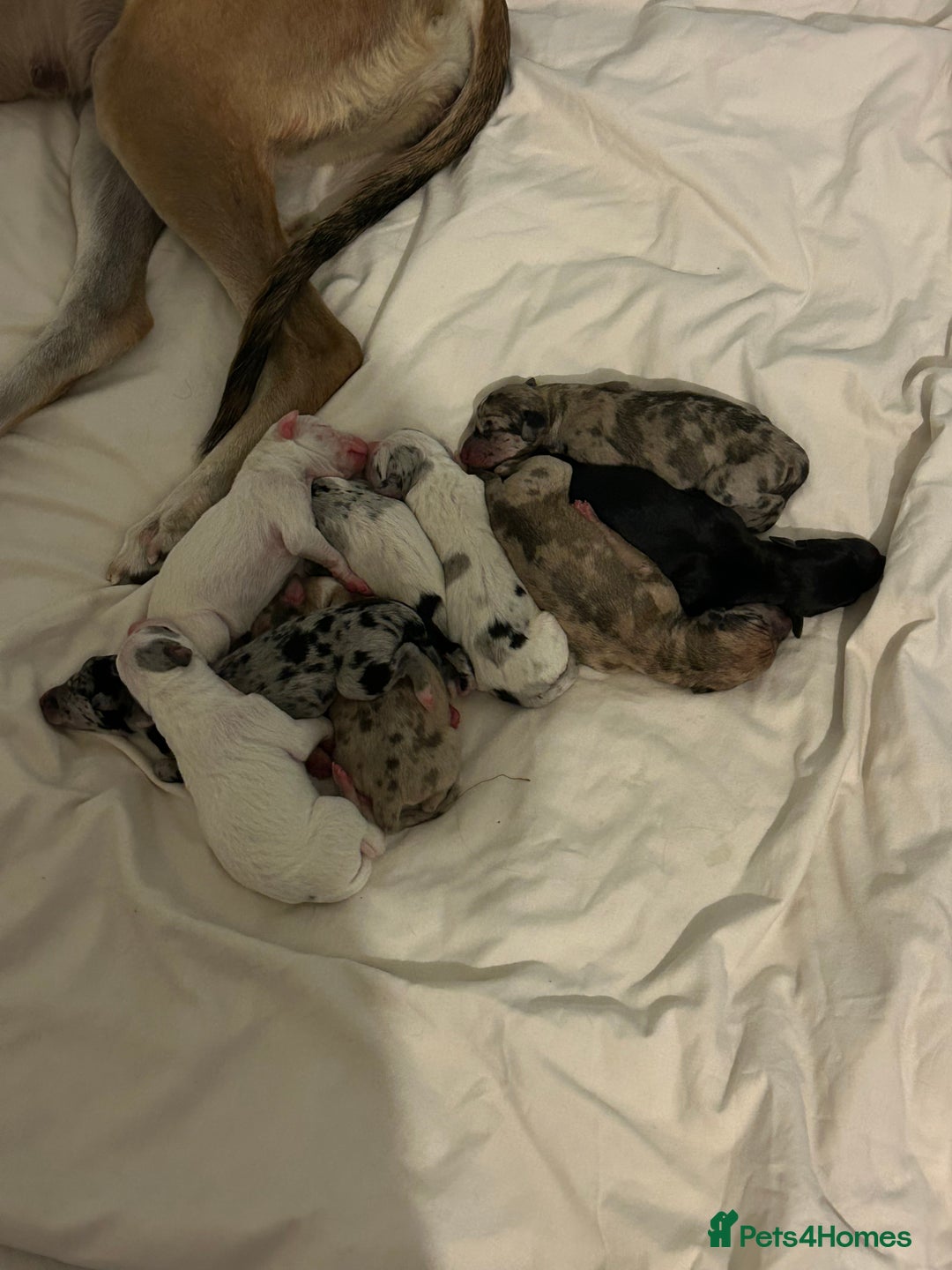 Lurcher dogs for sale: Collie,whippet,greyhound/saluki,bull,greyhound  - Image 8