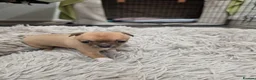 Chihuahua dogs for sale: Lovely Chihuahua Puppies - Advert 3
