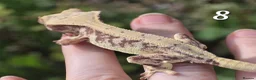 Gecko reptiles for sale: Various crested geckos - Advert 14