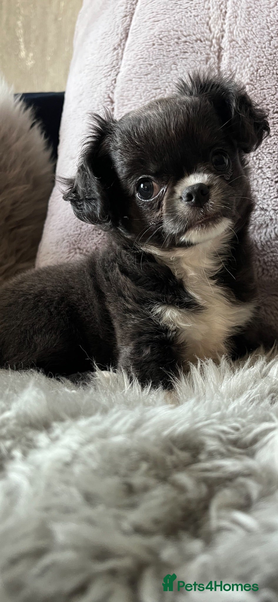 Chihuahua dogs KC LH CHIHUAHUA BOY - Advert 16