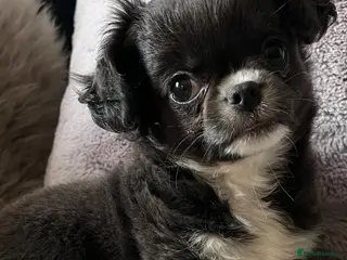 Chihuahua dogs KC LH CHIHUAHUA BOY - Advert 16