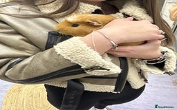 Guinea Pig rodents for sale: looking for a good home! - Image 4