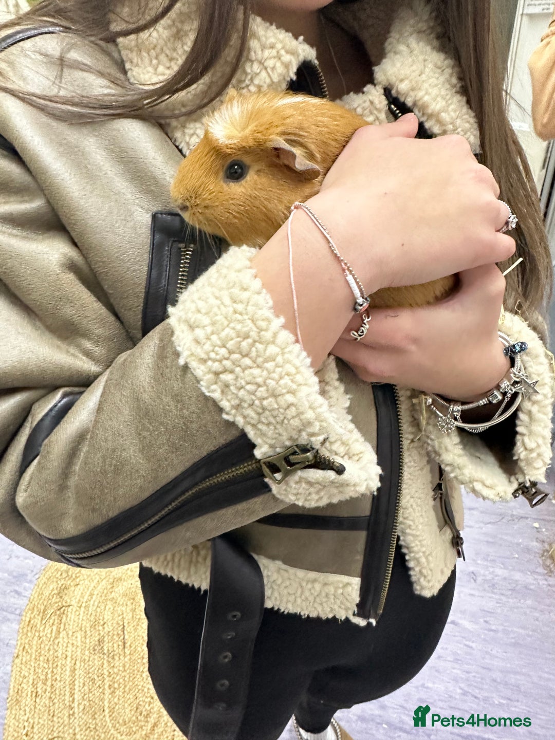 Guinea Pig rodents for sale: looking for a good home! - Image 4