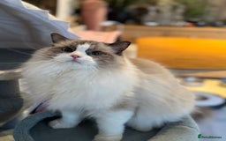 Ragdoll cats for sale: Ragdoll adult  Tica  - Image 19