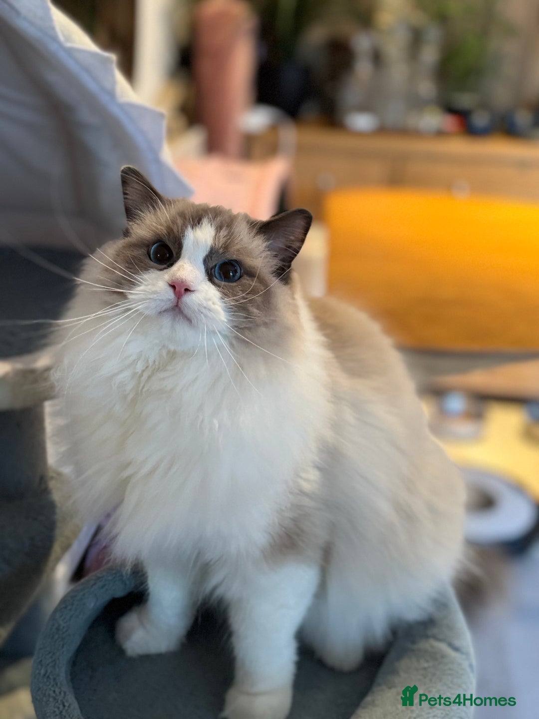 Ragdoll cats for sale: Ragdoll adult  Tica  - Image 19