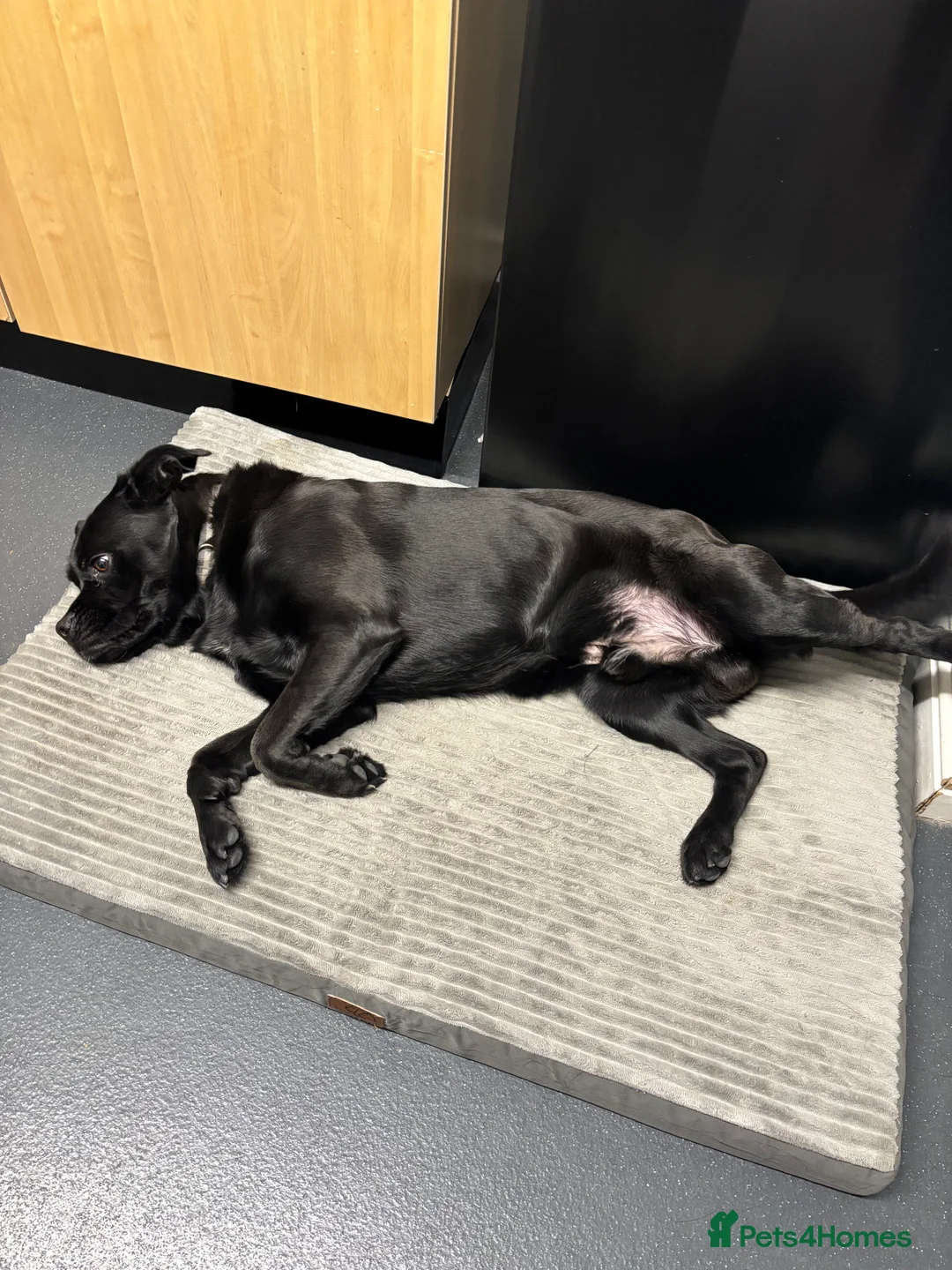 Mixed Breed dogs for sale: Bruno the shug - Advert 4