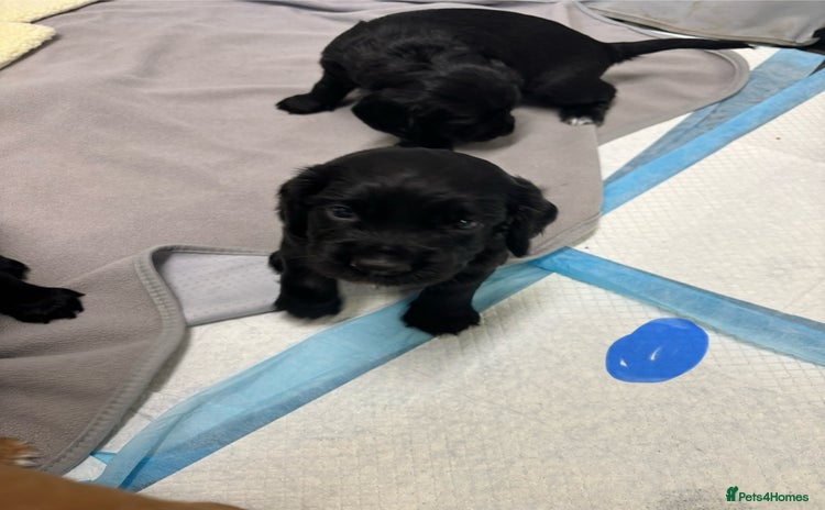 Cocker Spaniel dogs - Advert 2