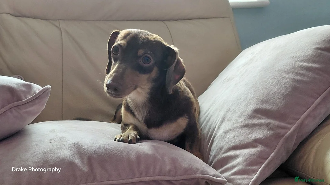 Miniature Dachshund dogs for sale: Female Chocolate & Tan Short Haired Toy Miniature - Advert 2