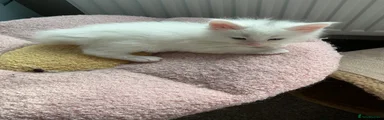 Grey Collar Smudge 