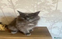 Maine Coon cats for sale:  Two Beautiful Maine Coon Cross Cats for Sale  - Image 3