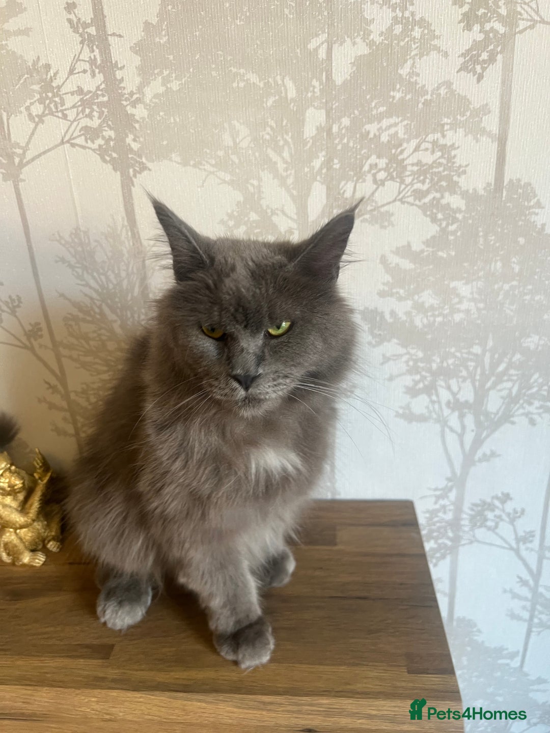 Maine Coon cats for sale:  Two Beautiful Maine Coon Cross Cats for Sale  - Image 3