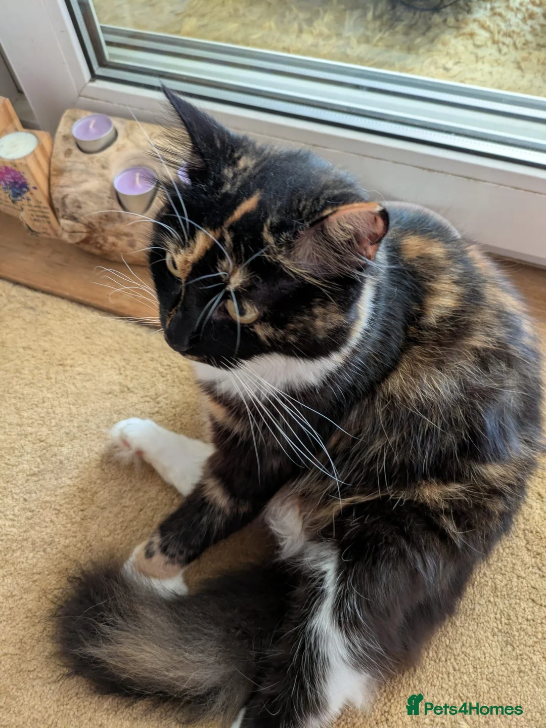 Mixed Breed cats for sale: 2 female cats  - Advert 1
