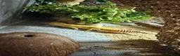 Leopard Gecko reptiles for sale: Leopard gecko and full set up  in Leicester - Advert 4