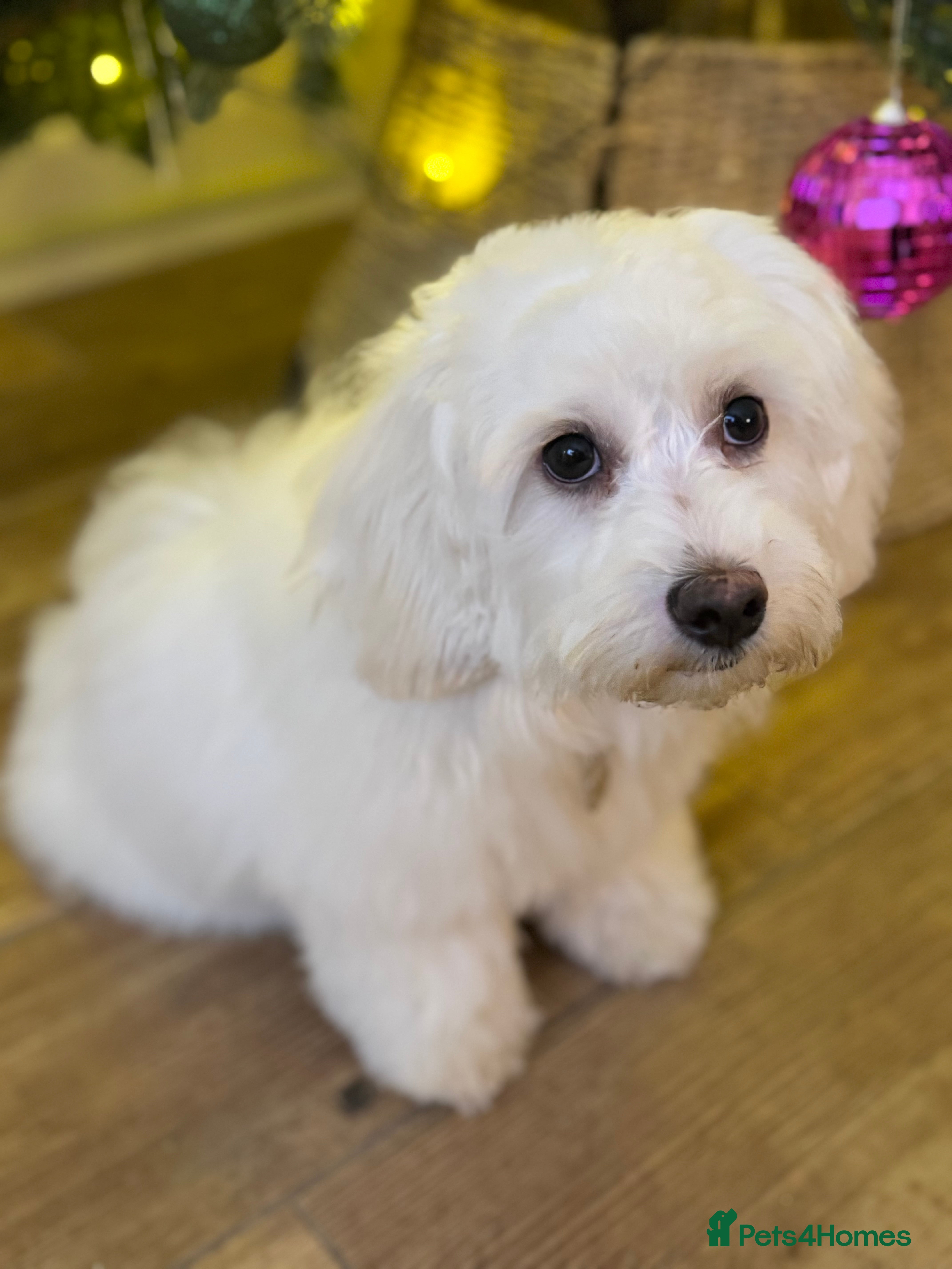 Maltipoo dogs Beautiful pure white male maltipoo  - Advert 1