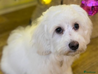 Maltipoo dogs Beautiful pure white male maltipoo - Advert 1