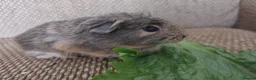Guinea Pig rodents for sale: 2 girls rtl. - Advert 6