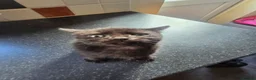 Mixed Breed cats for sale: Kittens for sale to a good home... in Newark - Advert 11