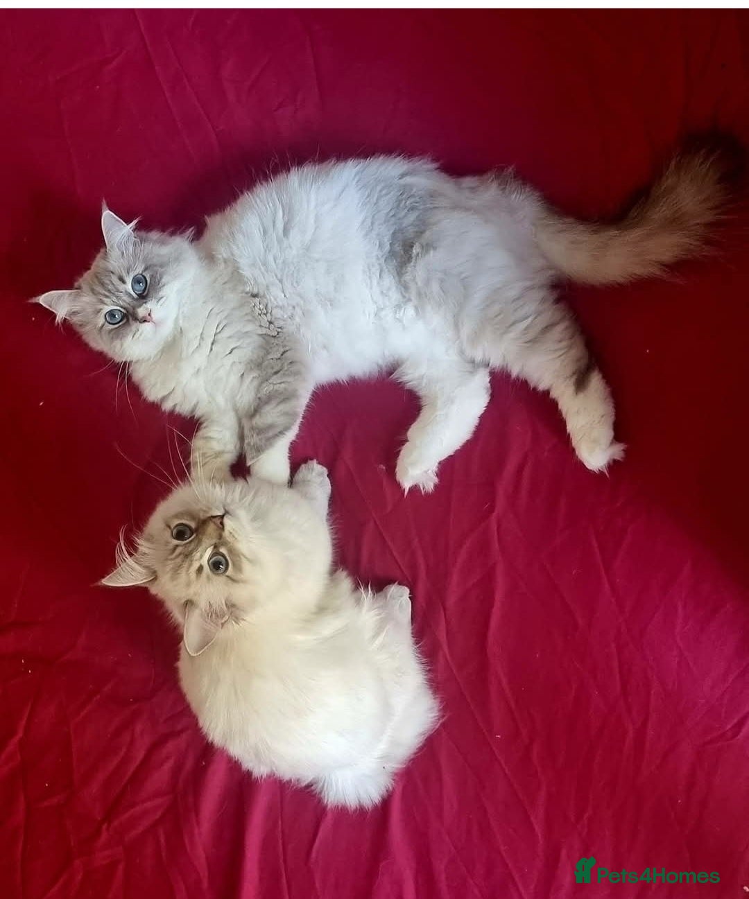 Siberian cats for sale: Siberuan Mum+Daughter - Image 3