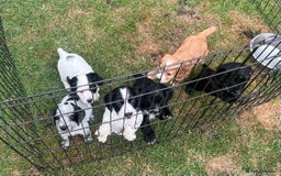 Cocker Spaniel dogs for sale: Working cocker pups - only 2 left - Image 1