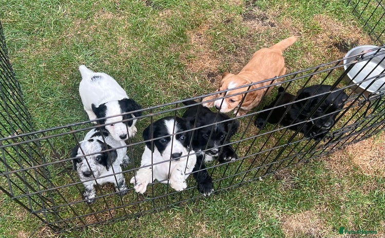 Cocker Spaniel dogs - Advert 5