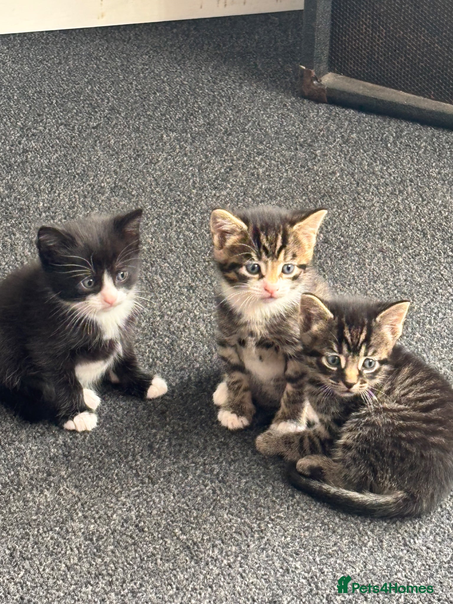 Mixed Breed cats 😍 tabby kittens - Advert 12