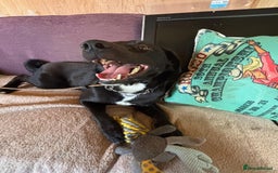 Mixed Breed dogs for adoption: Ollie - Image 7