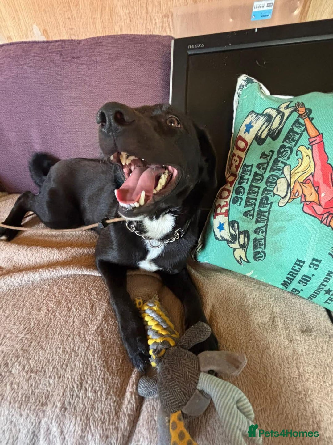 Mixed Breed dogs for adoption: Ollie - Image 7