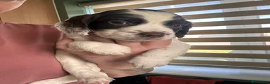 English Springer Spaniel Puppy 4