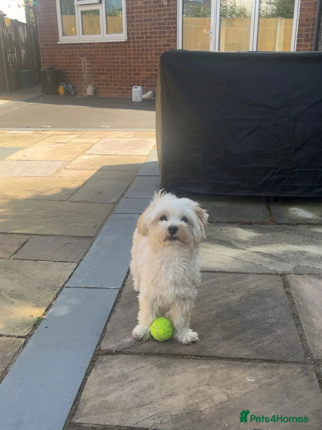 Maltipoo dogs for sale: Loving 3 yr old Maltipoo looking for forever home - Advert 8
