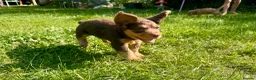 Cocker Spaniel dogs for sale: Fully Health Tested Working Cocker Spaniel Pup in Hailsham - Advert 10