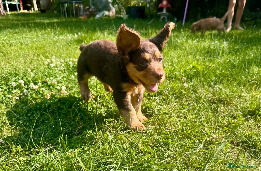 Cocker Spaniel dogs for sale: Fully Health Tested Working Cocker Spaniel Pup in Hailsham - Advert 10