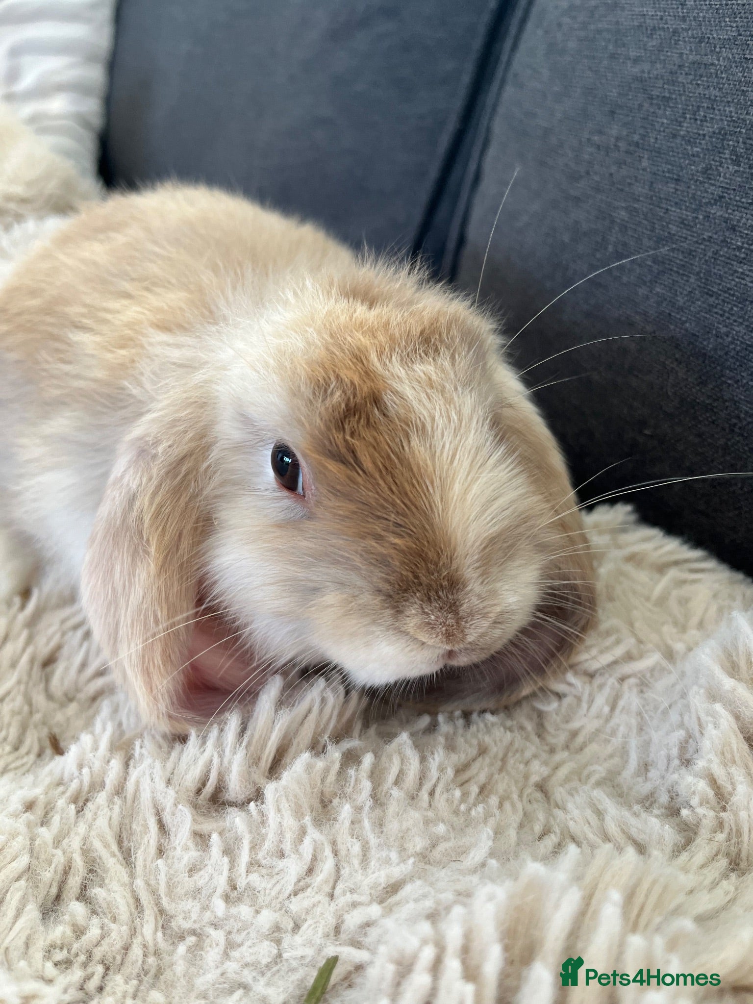 Mini Lop rabbits Bunny’s looking for their forever homes 🏡🐰 - Advert 1