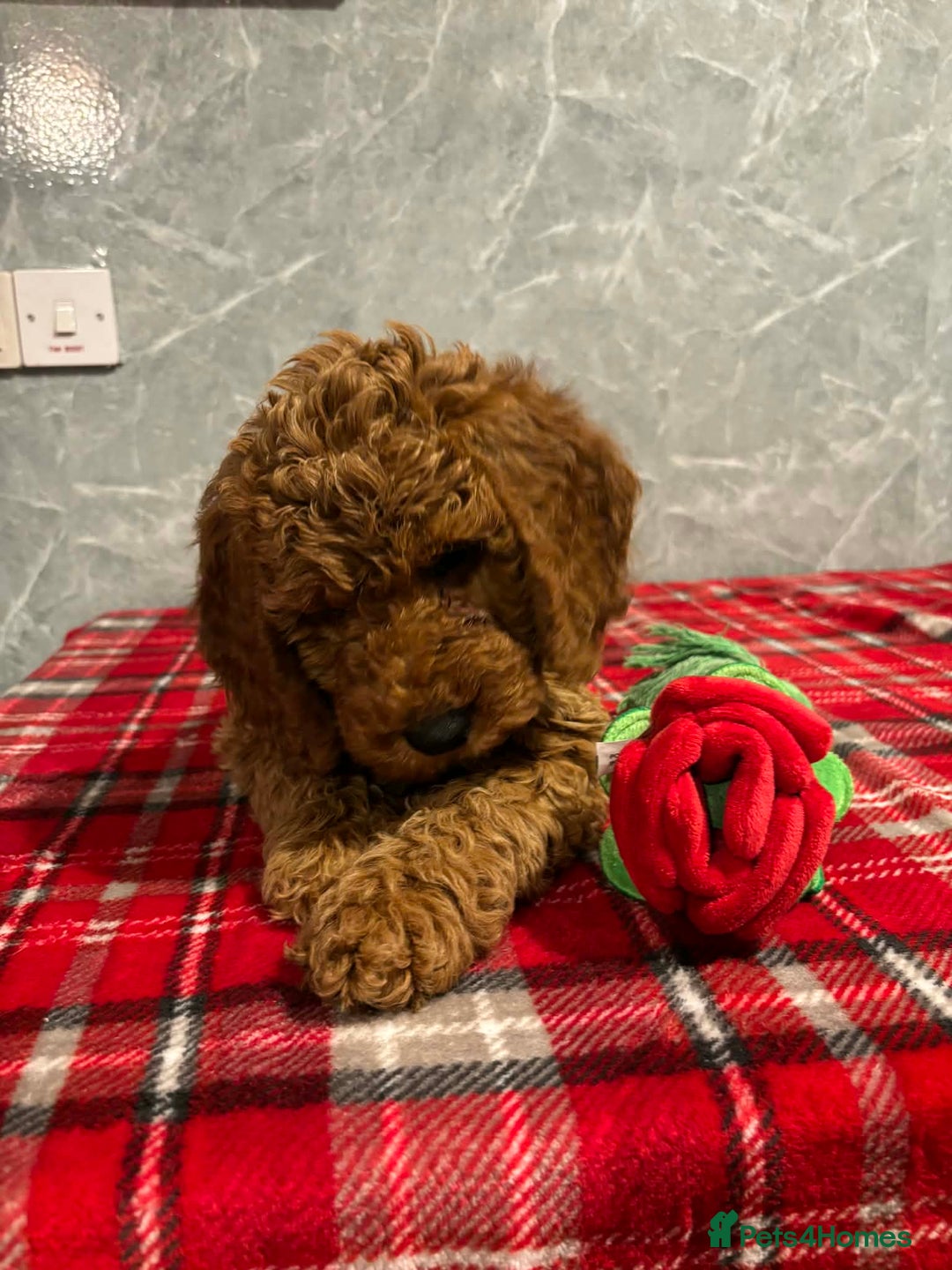 Cockapoo dogs for sale: Stunning Cockapoo Girl  - Advert 3