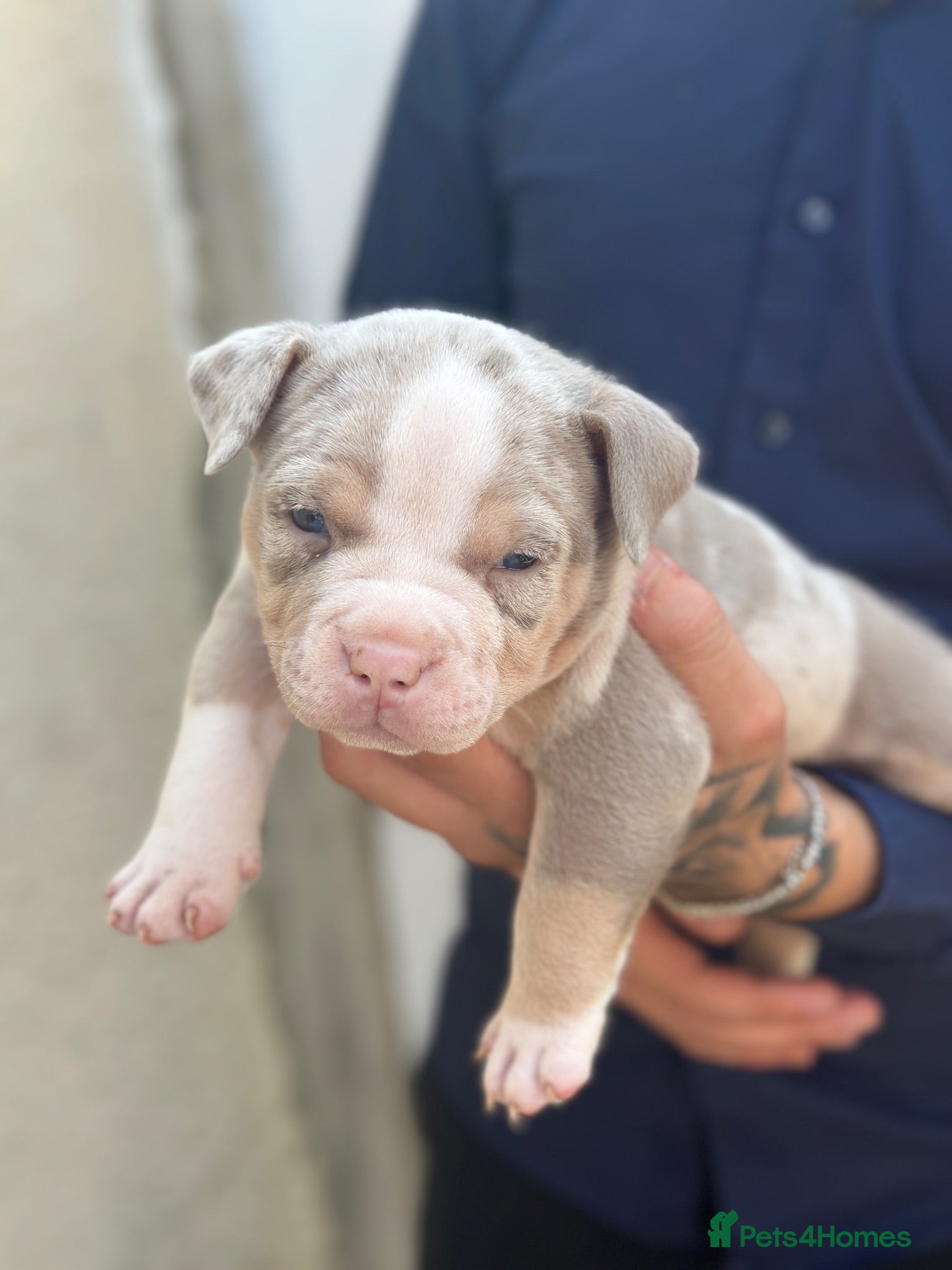 American Bully dogs Exotic/Pocket Bully's - Advert 2