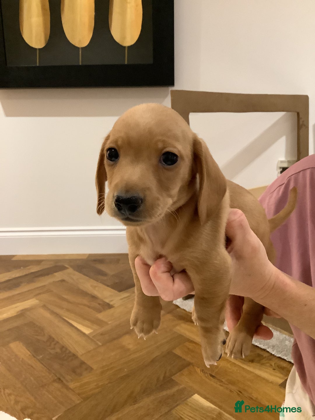Miniature Dachshund dogs for sale: Miniature dachshund pups.KC REG& Council Licensed  - Image 7
