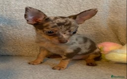 Mixed Breed dogs for sale: Chihuahua x  - Image 26