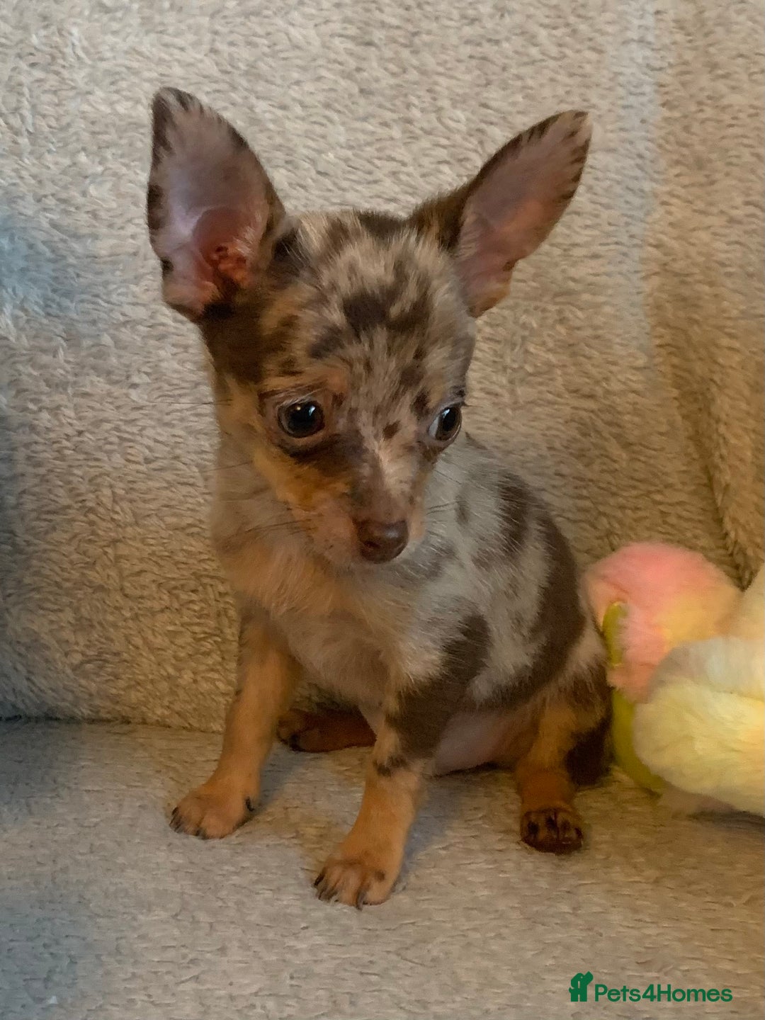 Mixed Breed dogs for sale: Chihuahua x  - Image 26