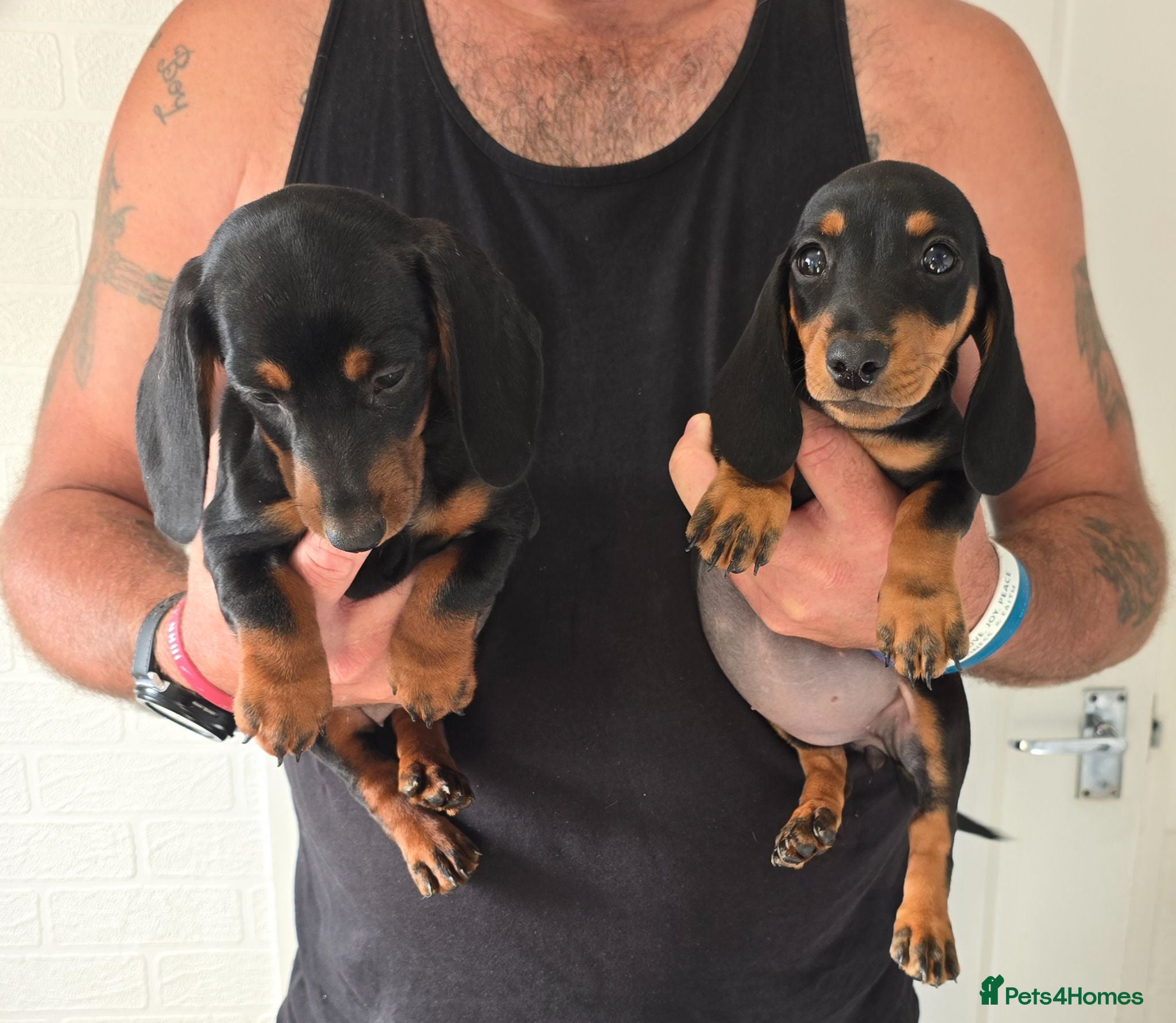 Miniature Dachshund dogs Beautiful miniture dachshund puppies  - Advert 8